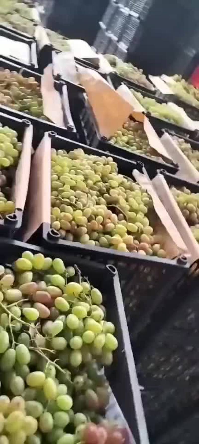 青果全青
