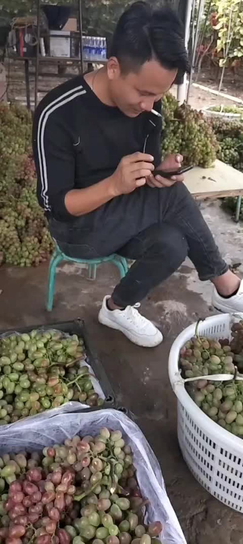 青果全青