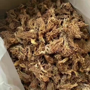 精选扫把菌，珊瑚菌，鹿茸菌大货批发，全黄无黑碎