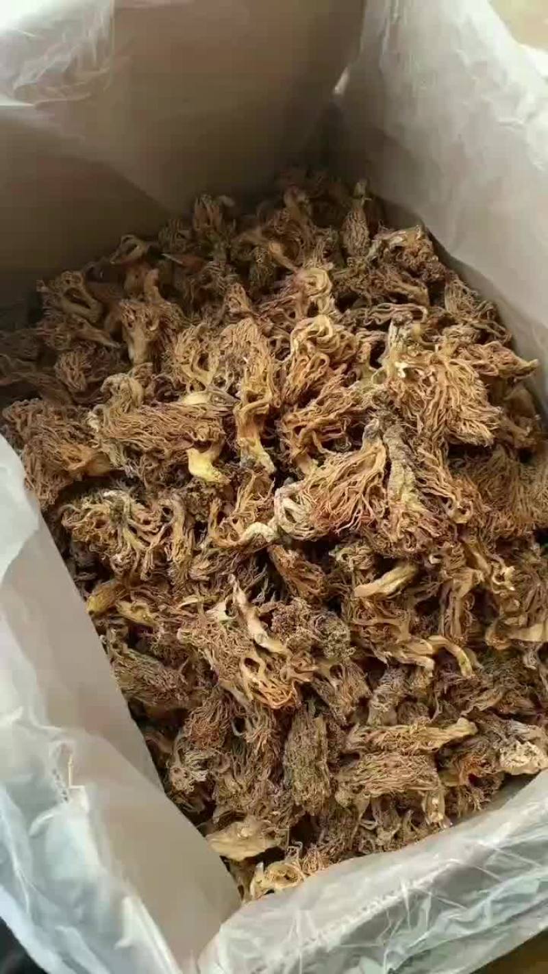 精选扫把菌，珊瑚菌，鹿茸菌大货批发，全黄无黑碎