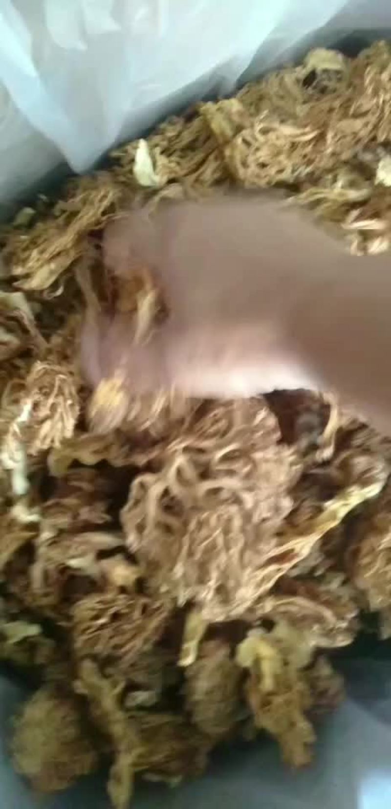 精选扫把菌，珊瑚菌，鹿茸菌大货批发，全黄无黑碎