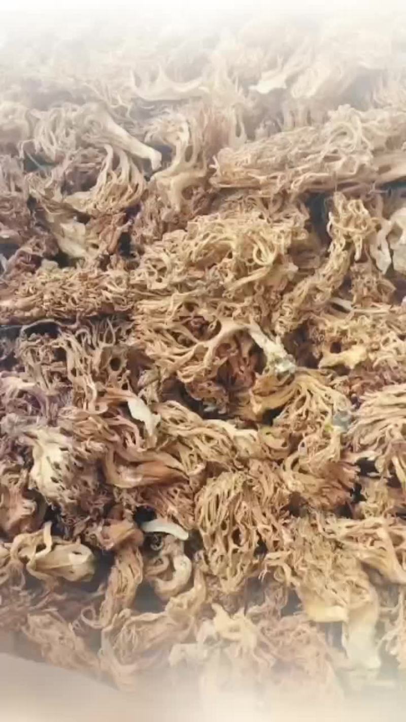 精选扫把菌，珊瑚菌，鹿茸菌大货批发，全黄无黑碎