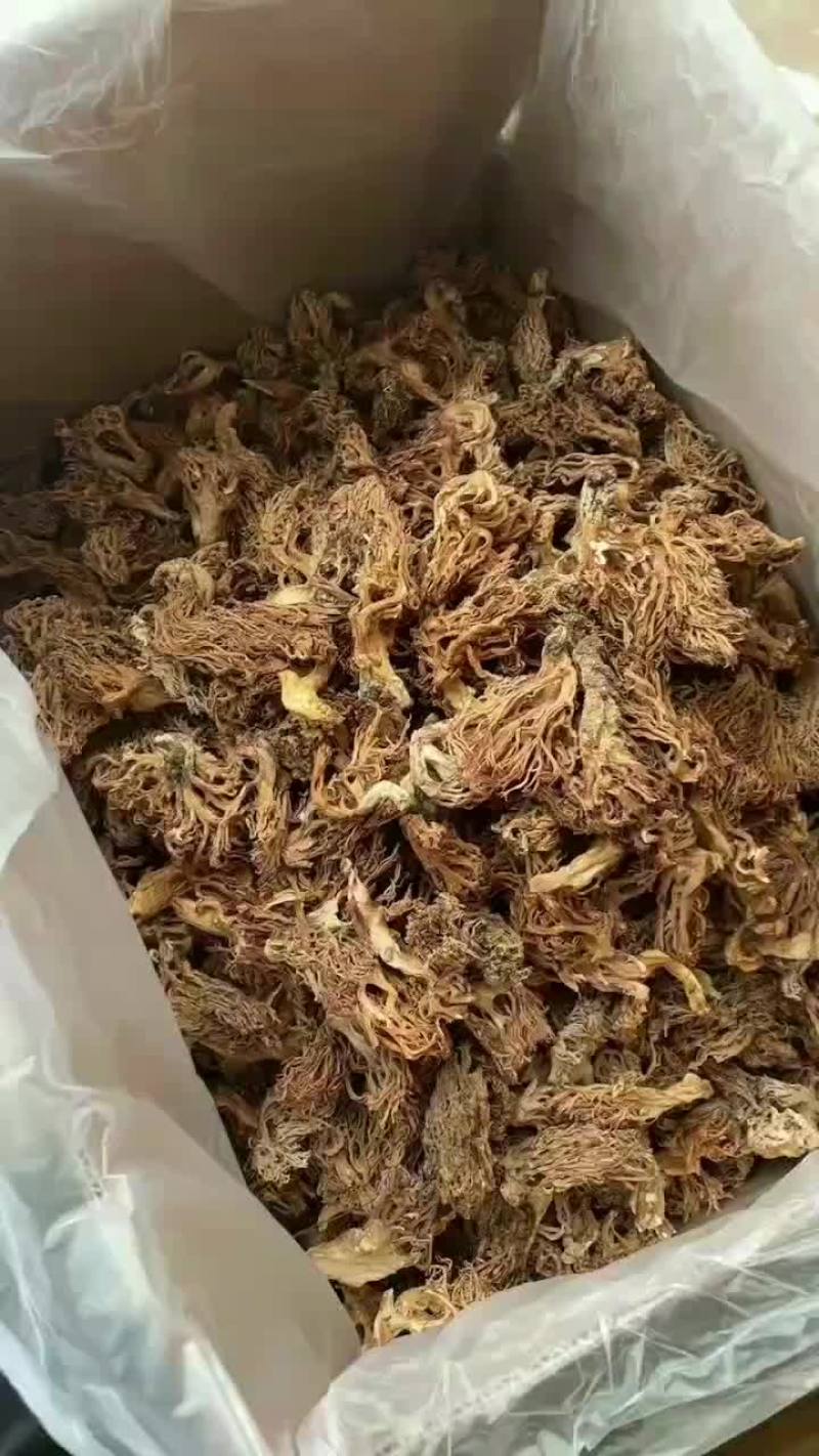 精选扫把菌，珊瑚菌，鹿茸菌大货批发，全黄无黑碎
