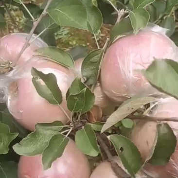 红富士苹果