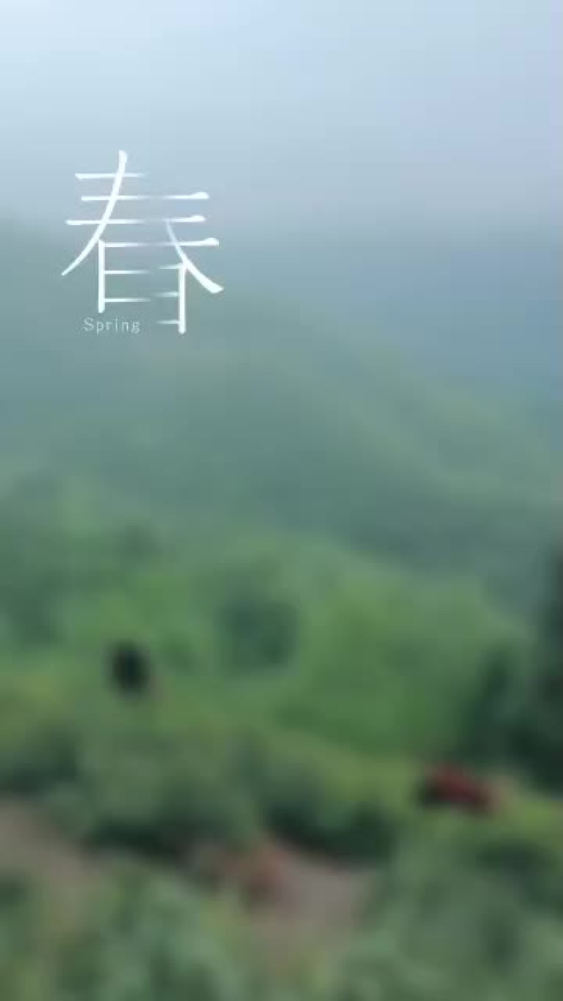 海拔1200米的高山茶，无污染，原生态