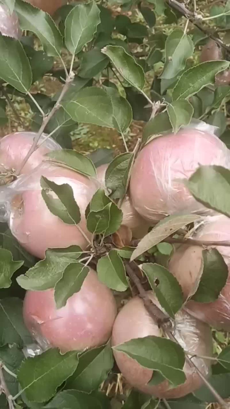 红富士苹果