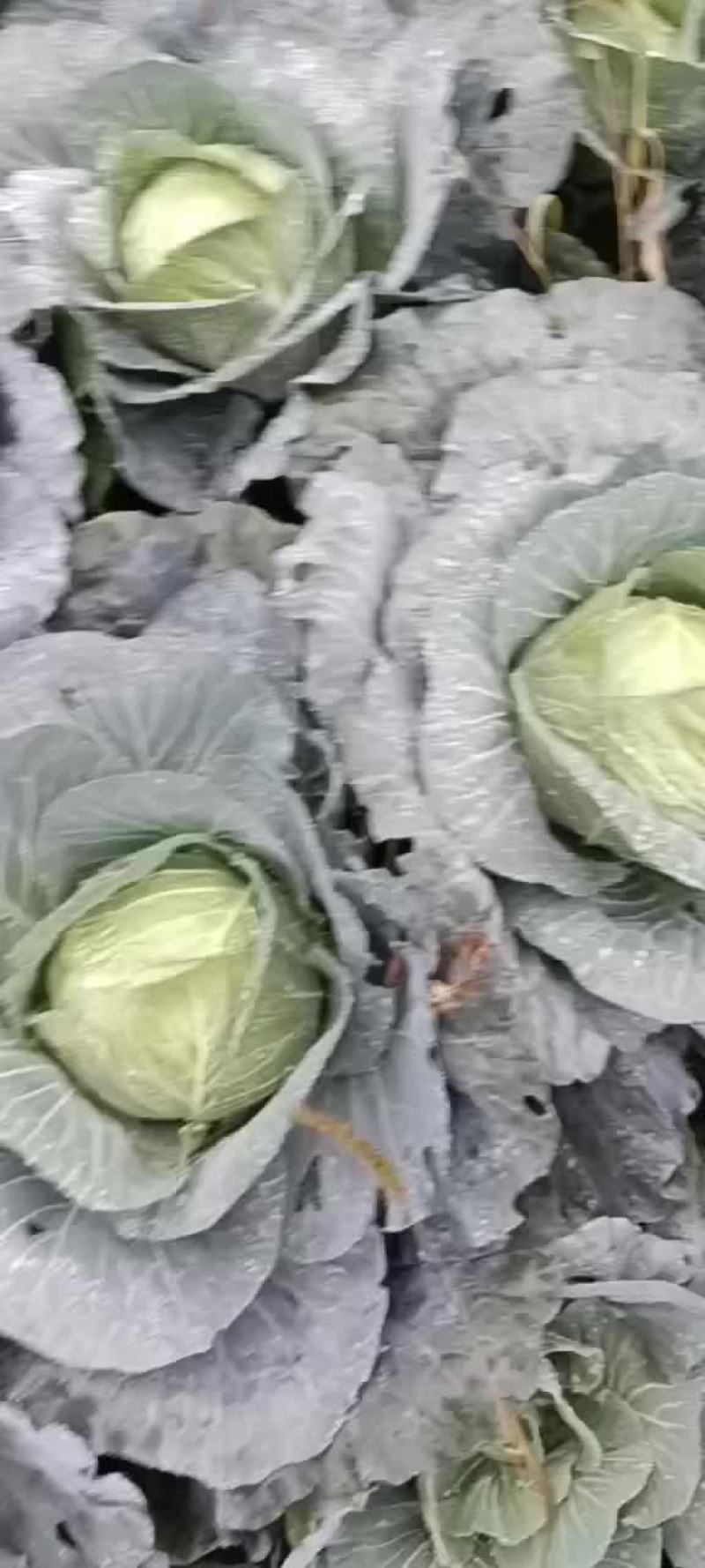 湖北甘蓝寒胜甘蓝各种蔬菜产地直供量大从优欢迎联系