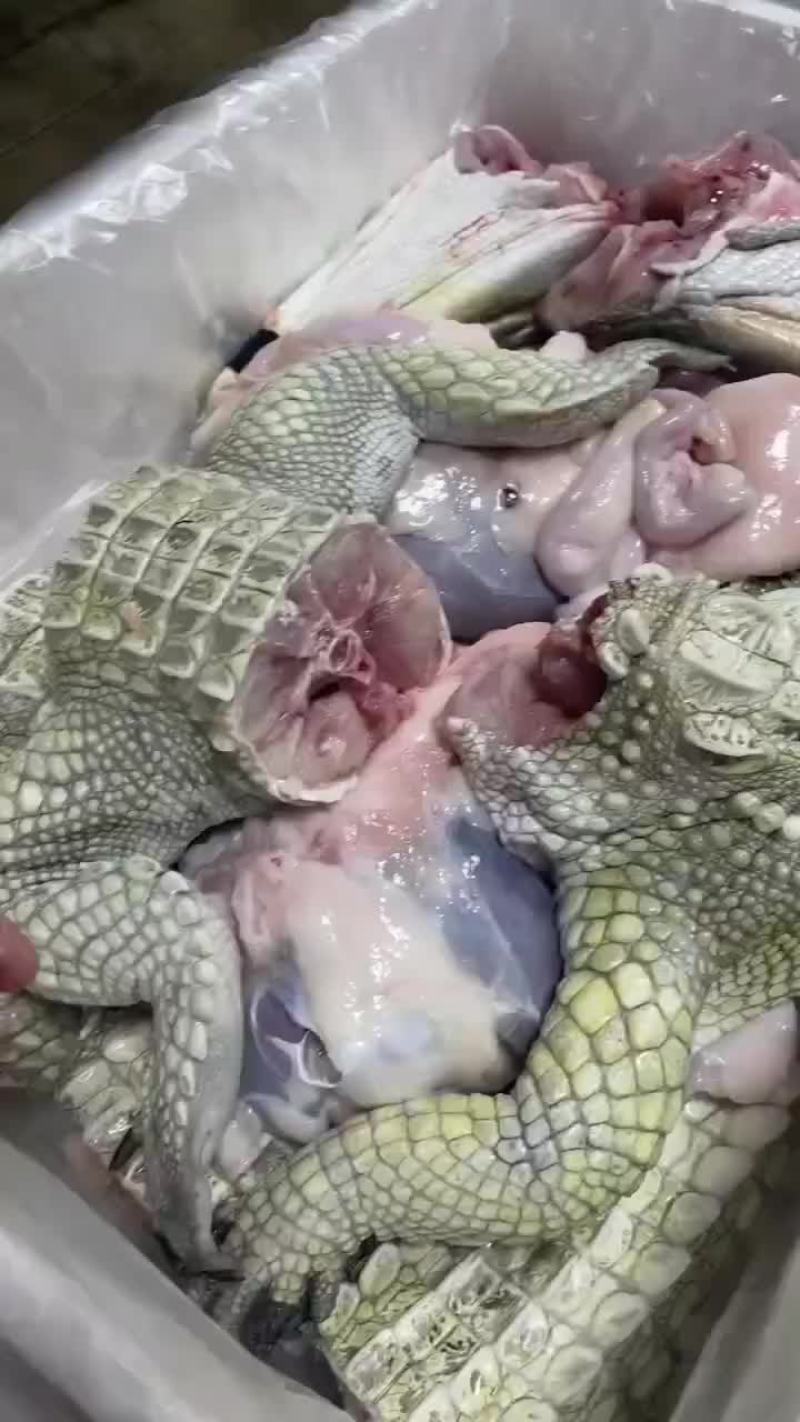 商品鳄鱼活体批发，鳄鱼肉批发速冻真空包装