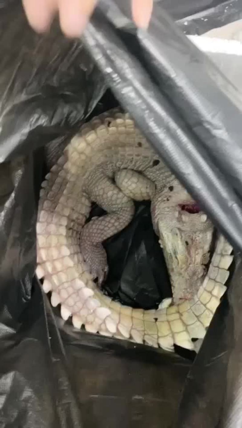 商品鳄鱼活体批发，鳄鱼肉批发速冻真空包装