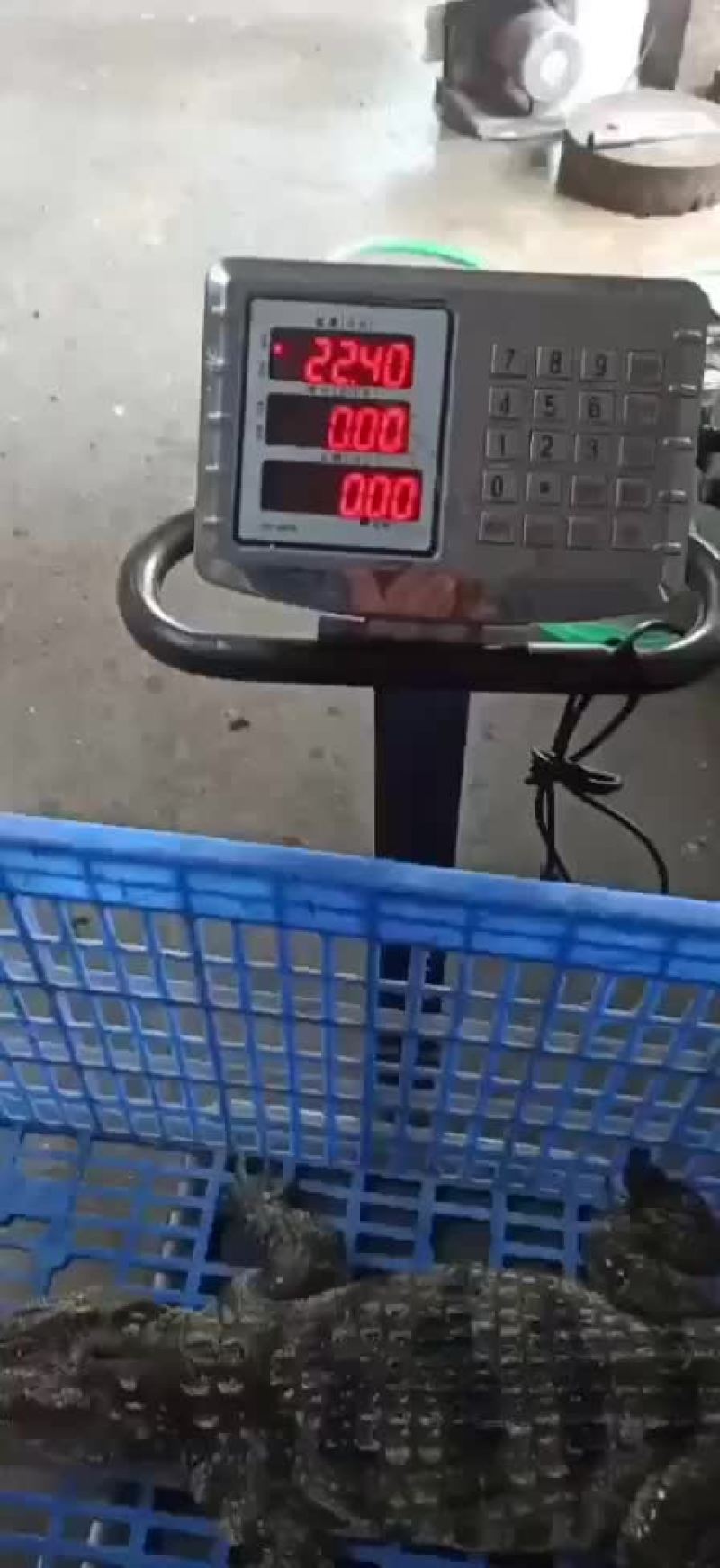 商品鳄鱼活体批发，鳄鱼肉批发速冻真空包装