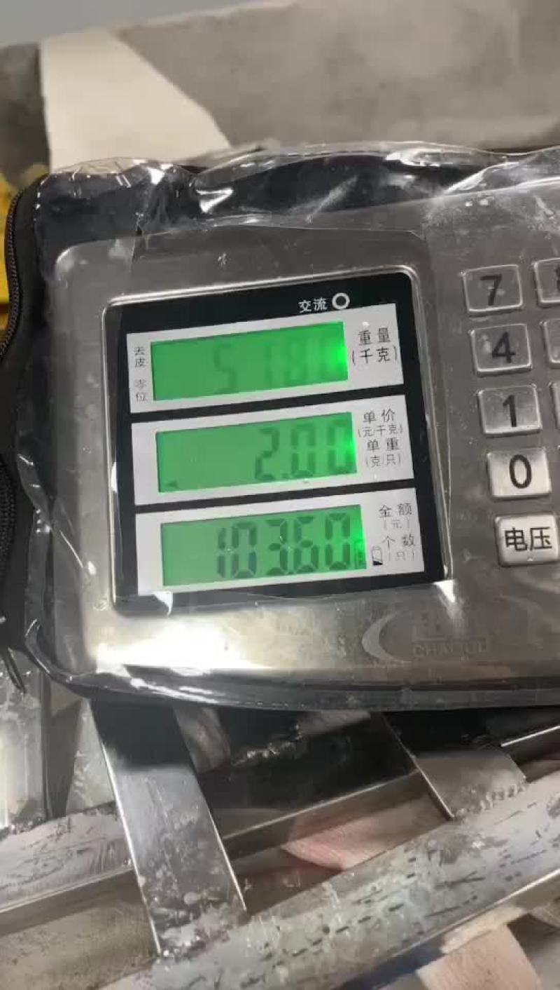 商品鳄鱼活体批发，鳄鱼肉批发速冻真空包装