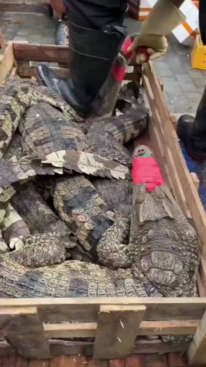 商品鳄鱼活体批发，鳄鱼肉批发速冻真空包装