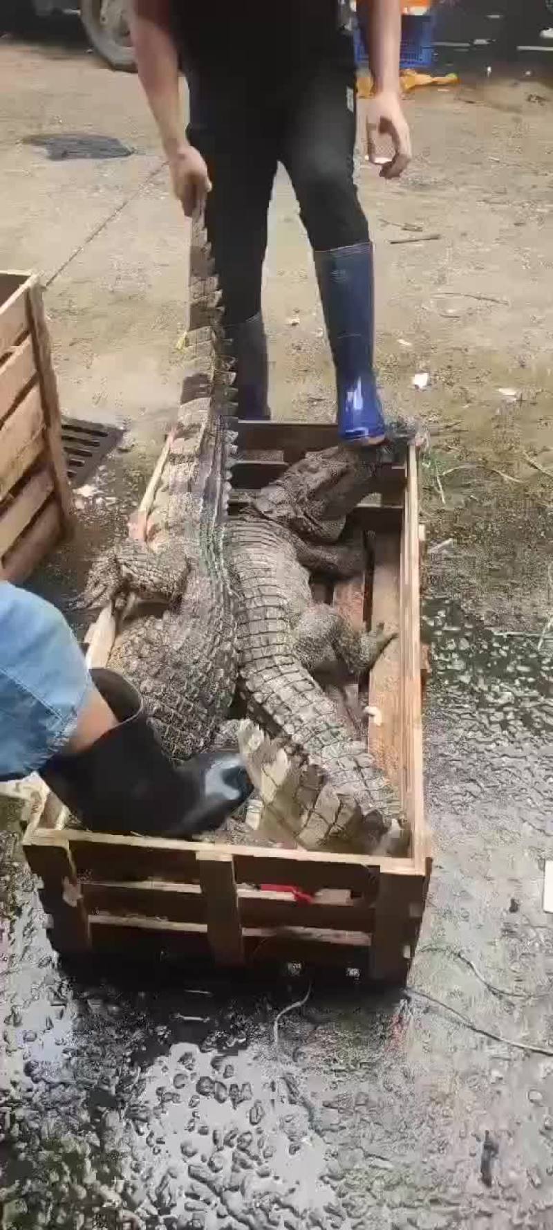 商品鳄鱼活体批发，鳄鱼肉批发速冻真空包装