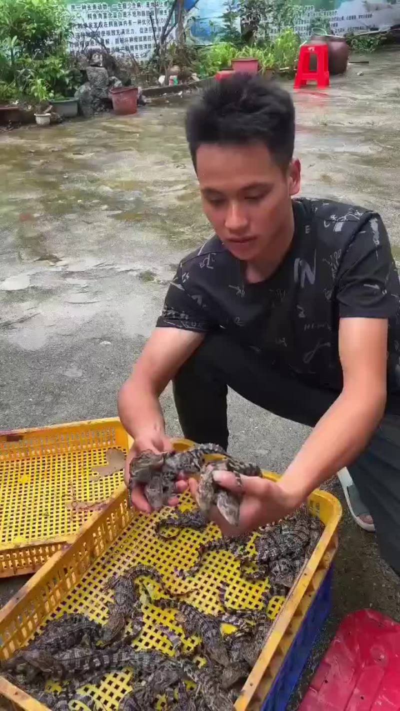 商品鳄鱼活体批发，鳄鱼肉批发速冻真空包装