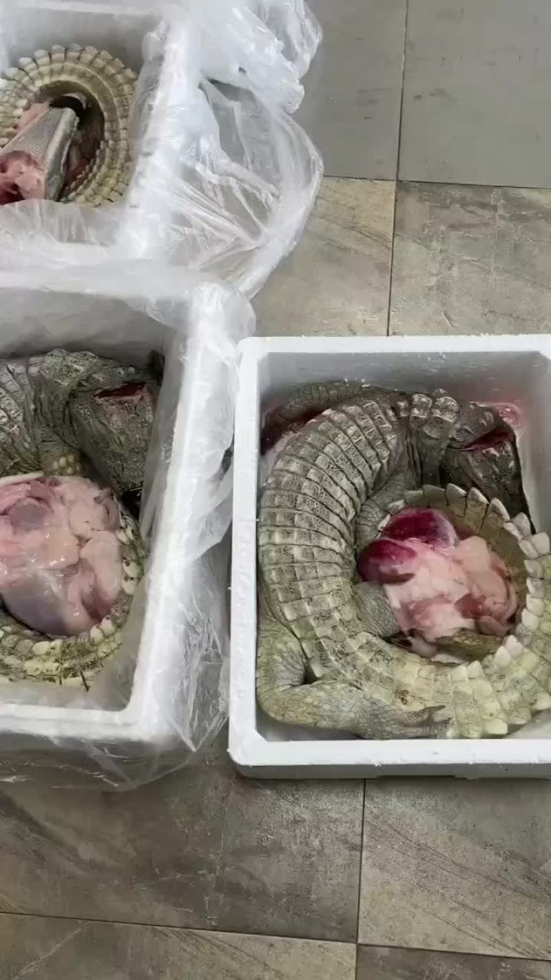 商品鳄鱼活体批发，鳄鱼肉批发速冻真空包装