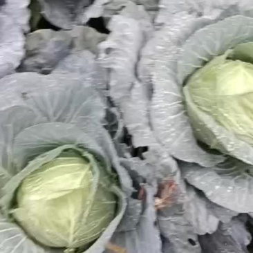 湖北甘蓝寒胜甘蓝各种蔬菜产地直供量大从优欢迎联系