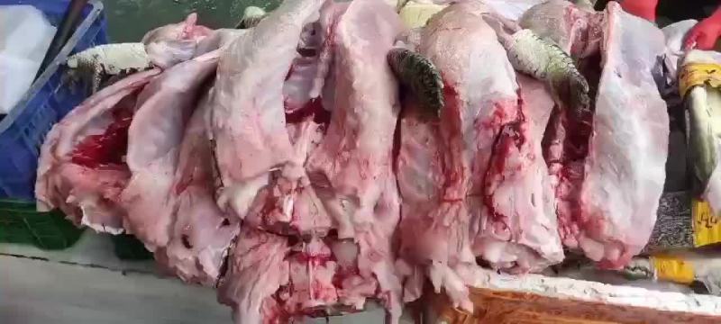 鳄鱼掌鳄鱼腿肉，量大从优，支持全国发货，鲜冻发货