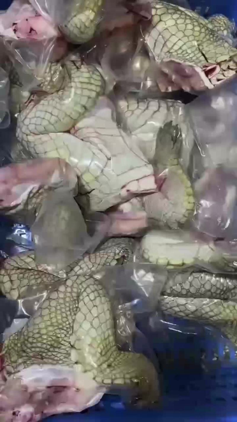 鳄鱼掌鳄鱼腿肉，量大从优，支持全国发货，鲜冻发货