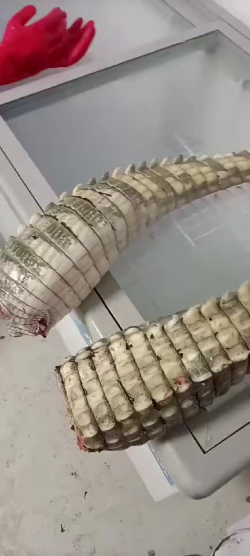 鳄鱼掌鳄鱼腿肉，量大从优，支持全国发货，鲜冻发货