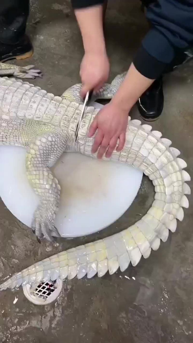 鳄鱼掌鳄鱼腿肉，量大从优，支持全国发货，鲜冻发货