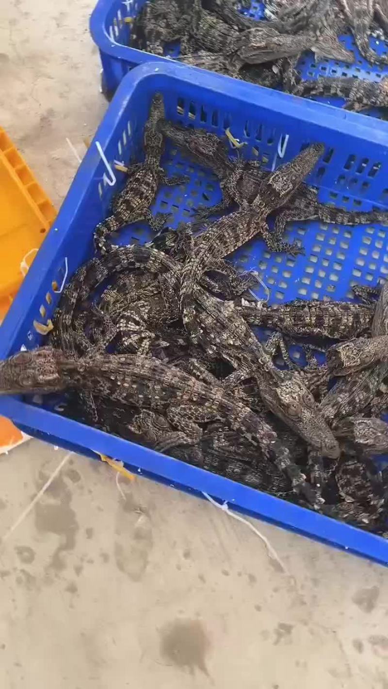 鳄鱼苗宠物小鳄鱼，好饲养，包活到家，支持全国发货