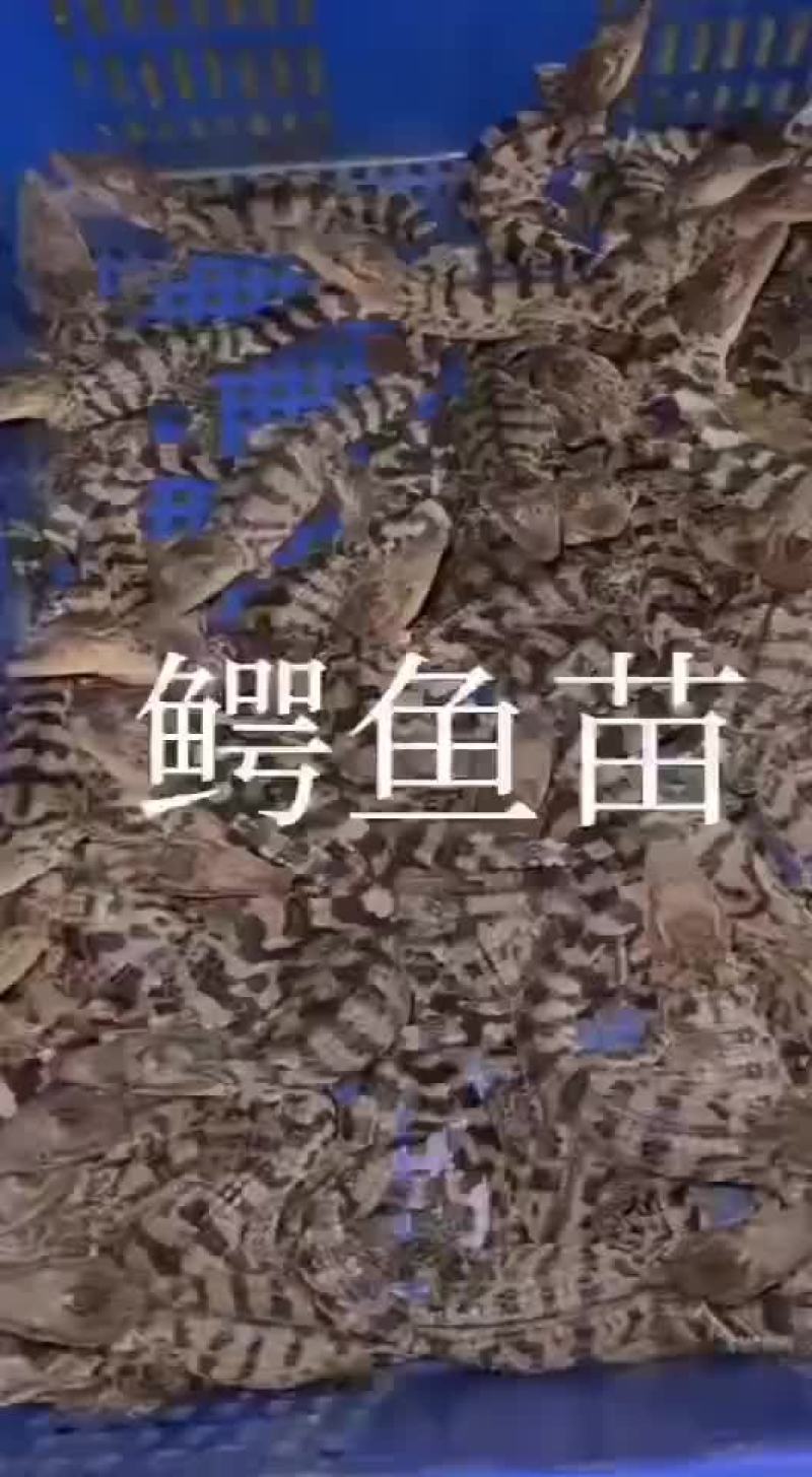 鳄鱼苗宠物小鳄鱼，好饲养，包活到家，支持全国发货