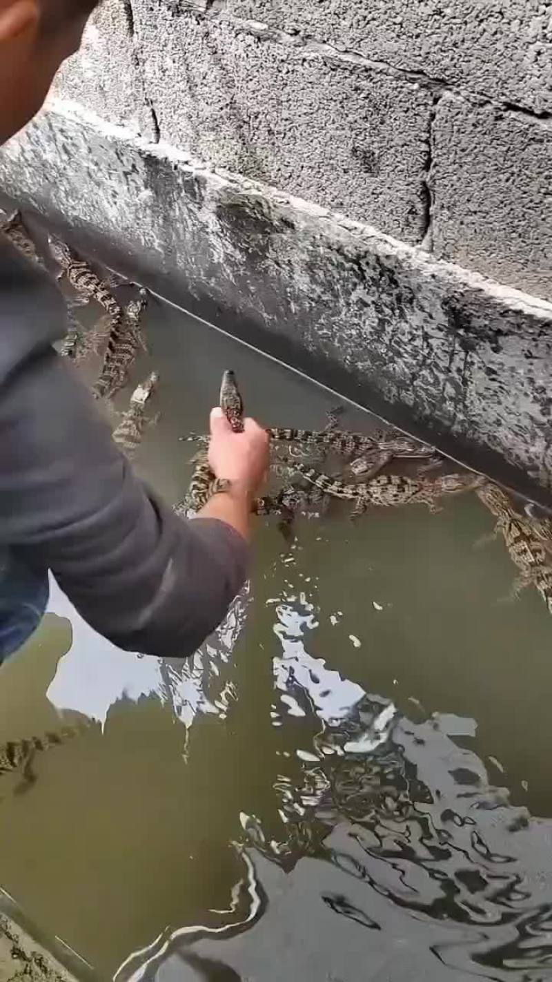 鳄鱼苗宠物小鳄鱼，好饲养，包活到家，支持全国发货