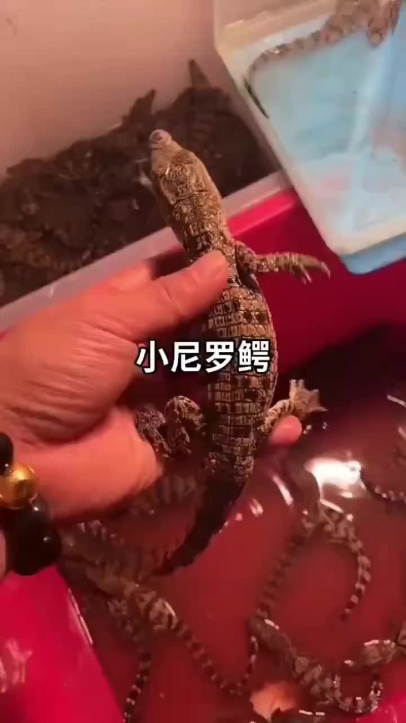 鳄鱼苗宠物小鳄鱼，好饲养，包活到家，支持全国发货