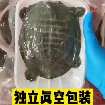 麻辣小甲鱼网红甲鱼5678两
