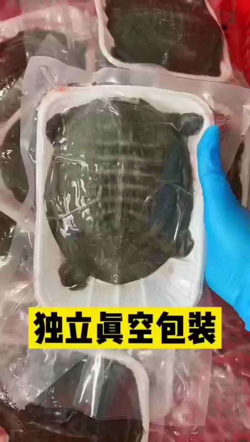 麻辣小甲鱼网红甲鱼5678两