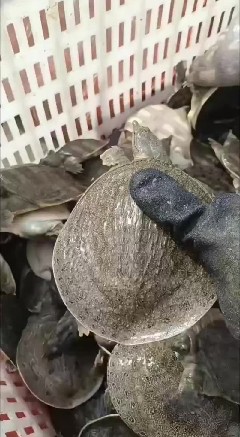 麻辣小甲鱼网红甲鱼5678两