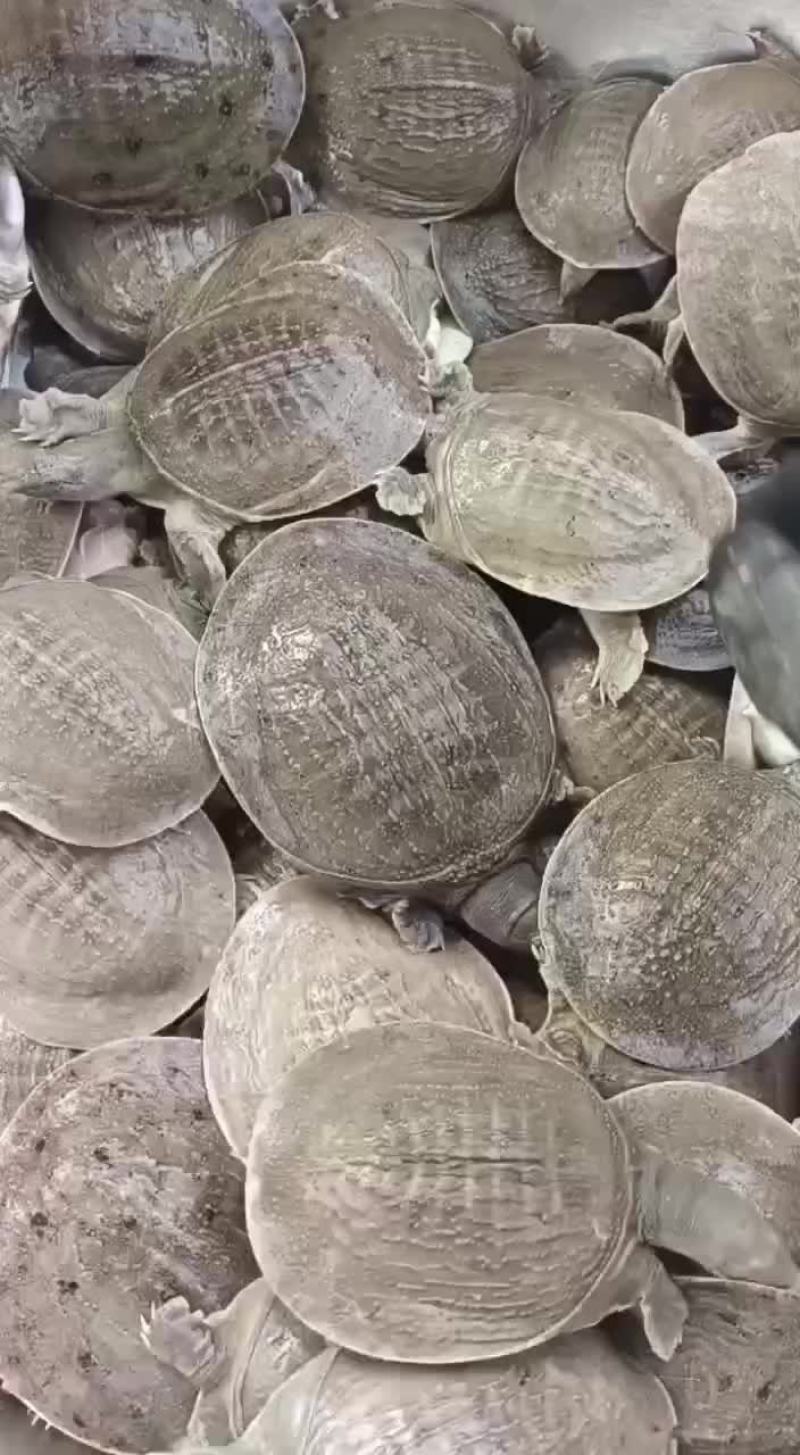 麻辣小甲鱼网红甲鱼5678两