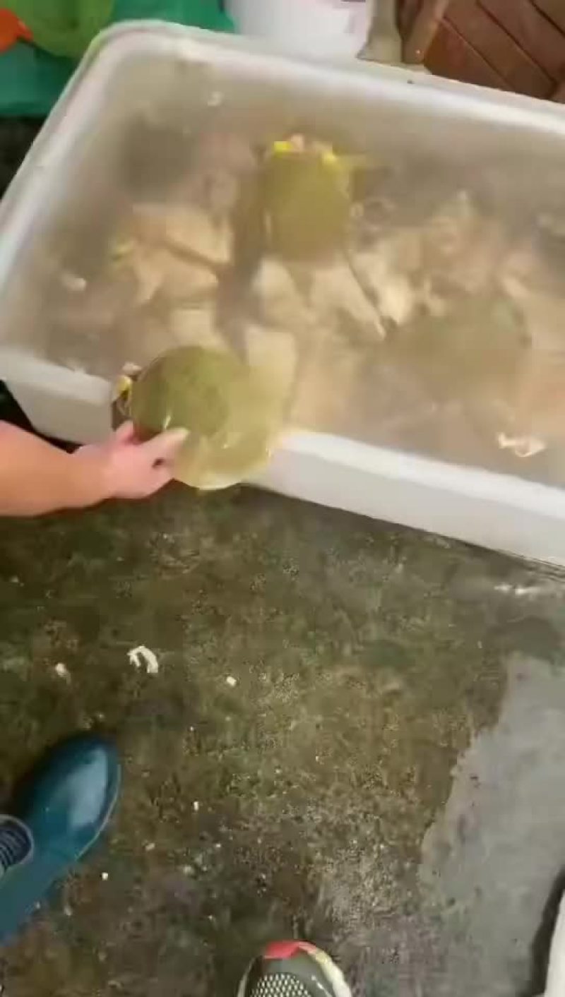 麻辣小甲鱼网红甲鱼5678两