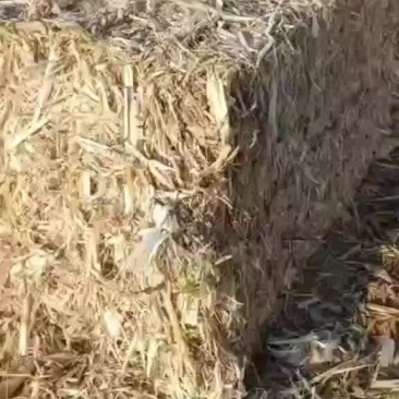 玉米秸秆