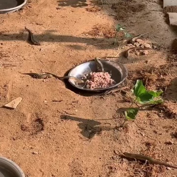 石龙子