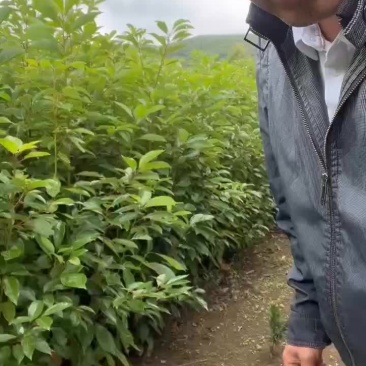 香樟杯苗