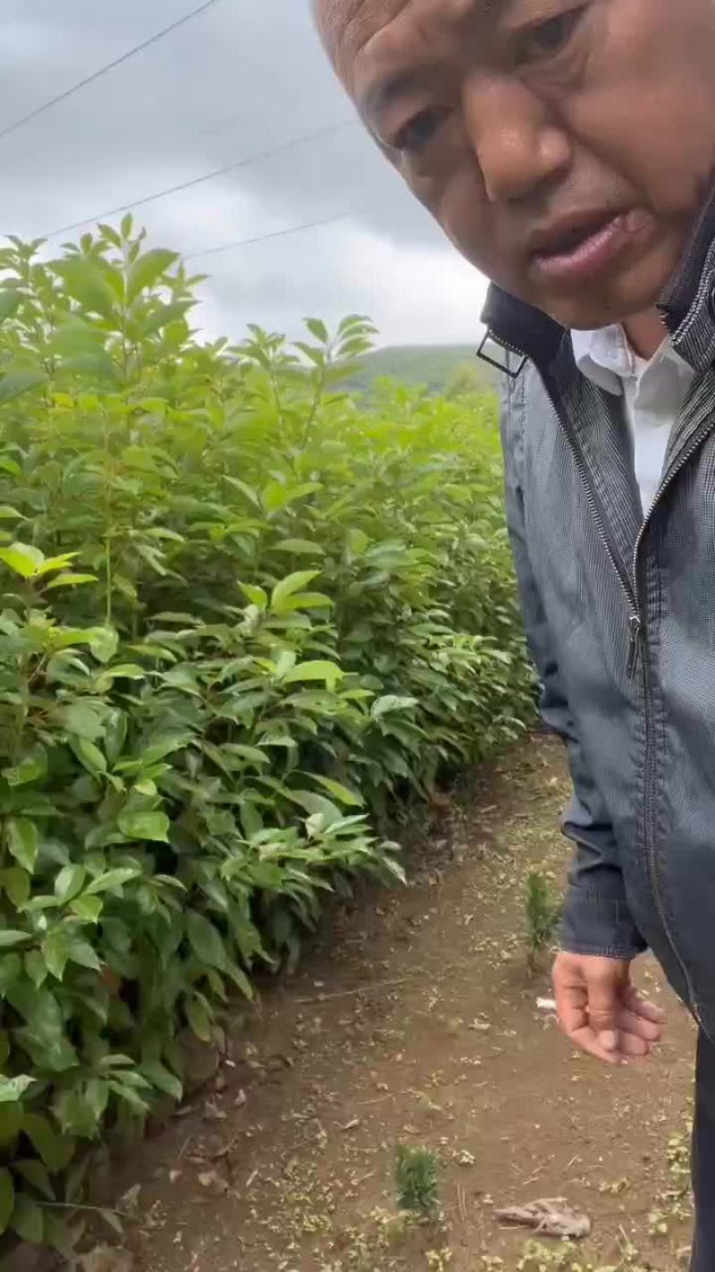 香樟杯苗