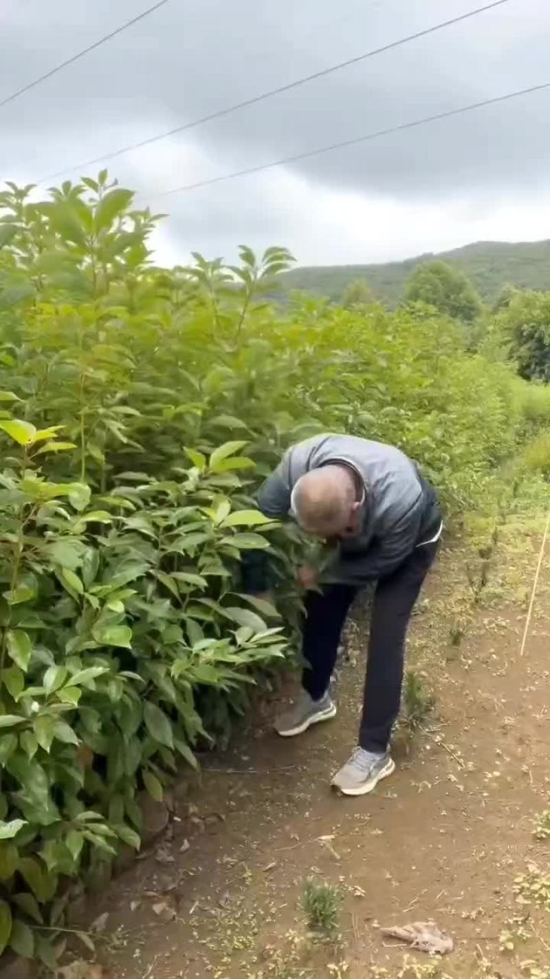 香樟杯苗
