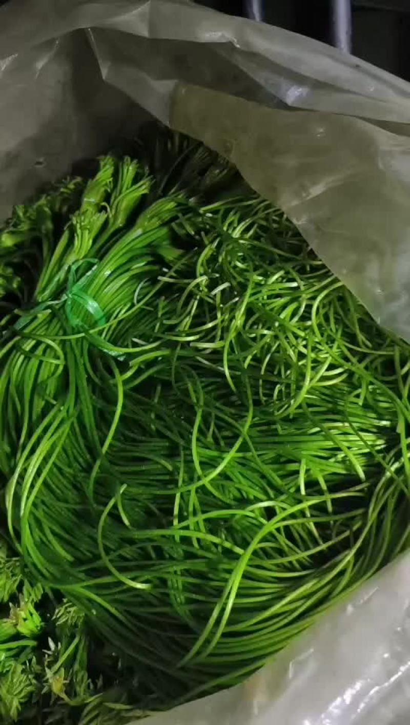 云南特色水性杨花海菜口感嫩滑