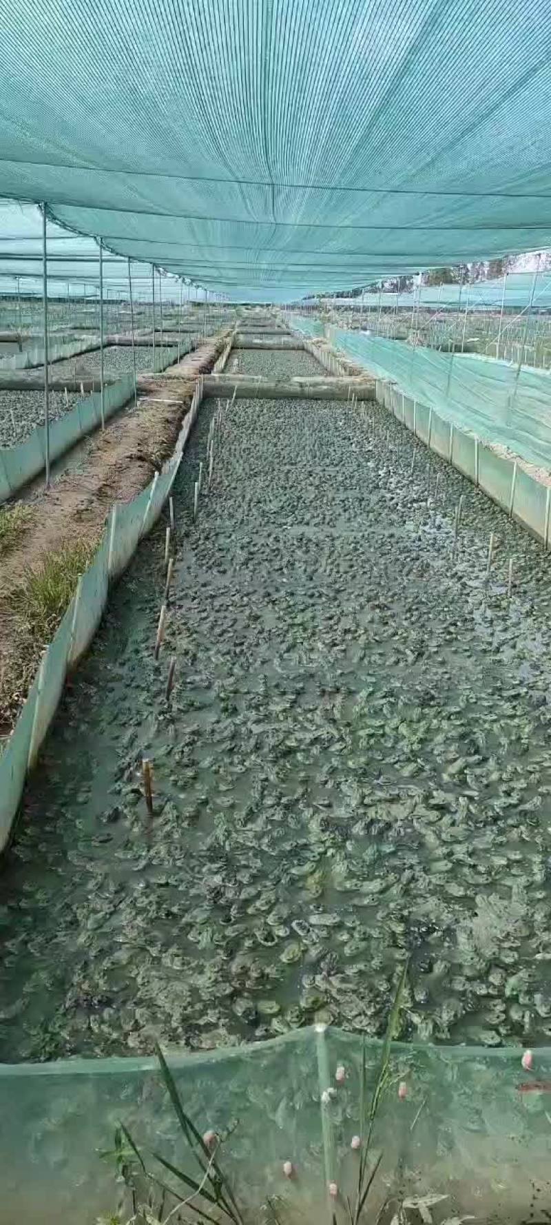 牛蛙