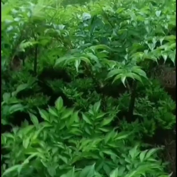 魔芋