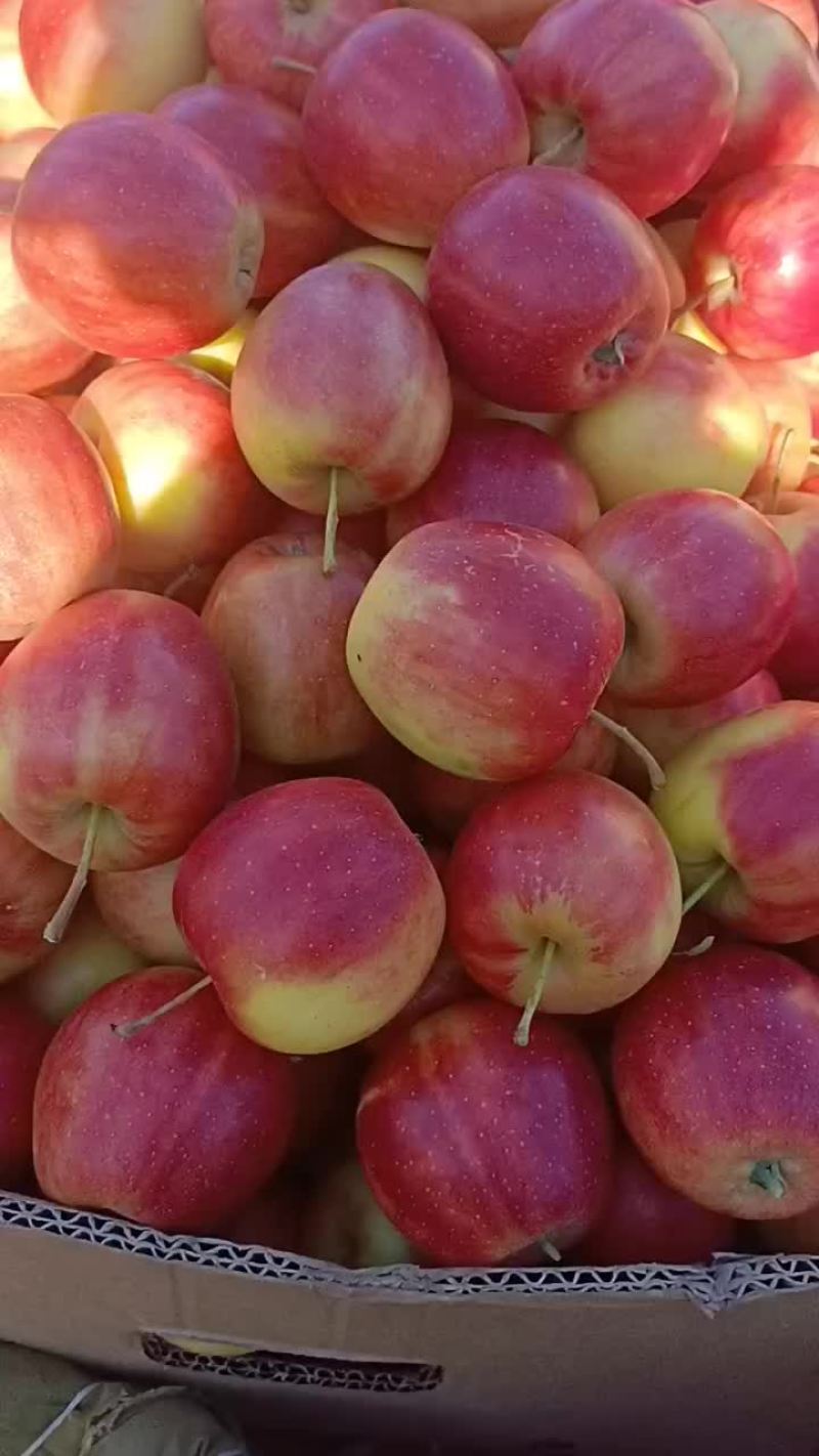 东北特产123双秋龙丰鸡心果