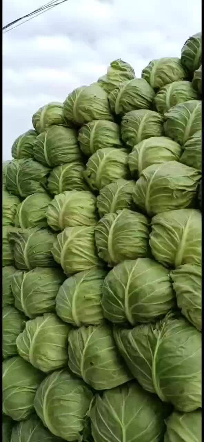 精品甘蓝大量上市，宣，硬，都有，欢迎新老客户前来订购