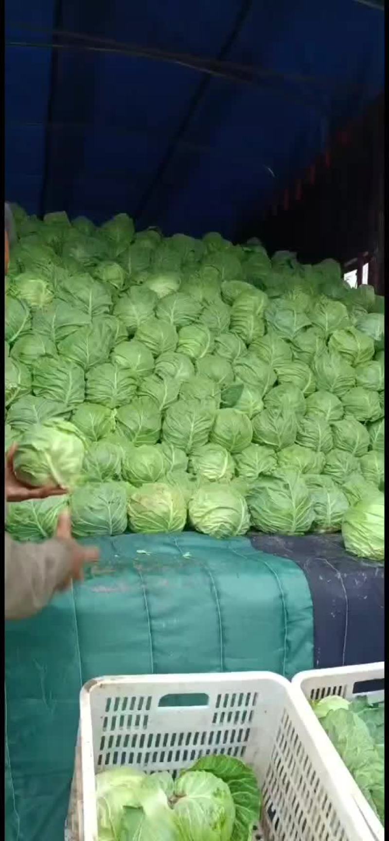 精品甘蓝大量上市，宣，硬，都有，欢迎新老客户前来订购