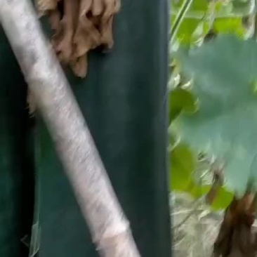 吊冬瓜