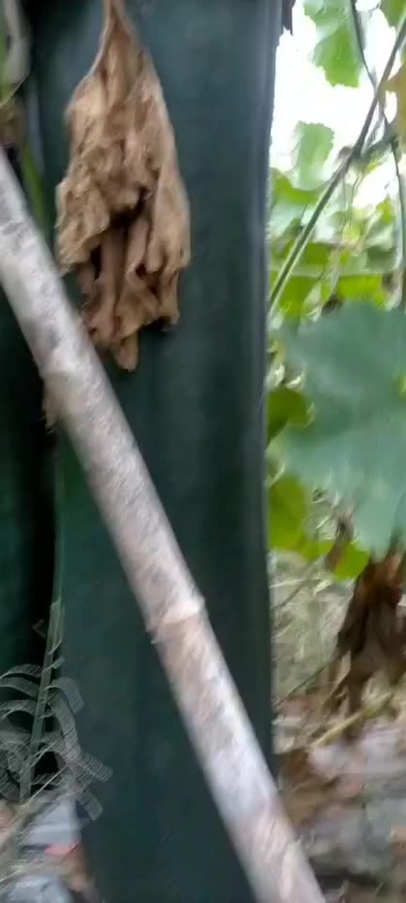 吊冬瓜