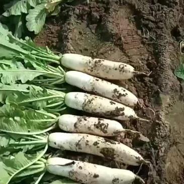 涞水白萝卜