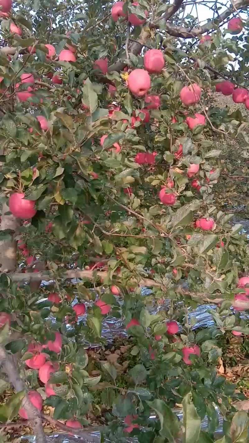 片红富士