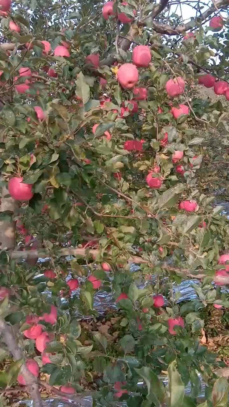 片红富士