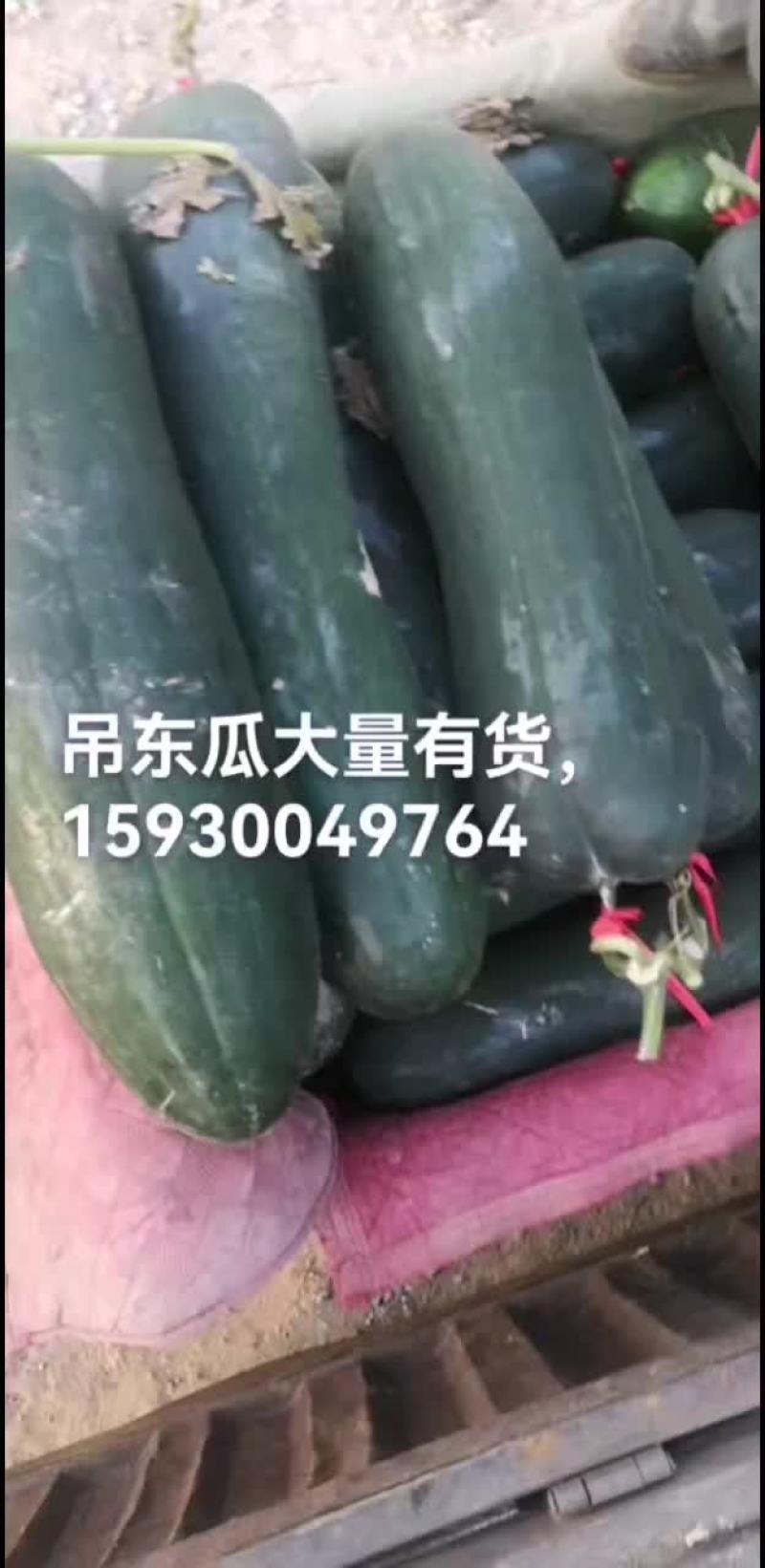 精品吊东瓜大量有货有需要的联系我